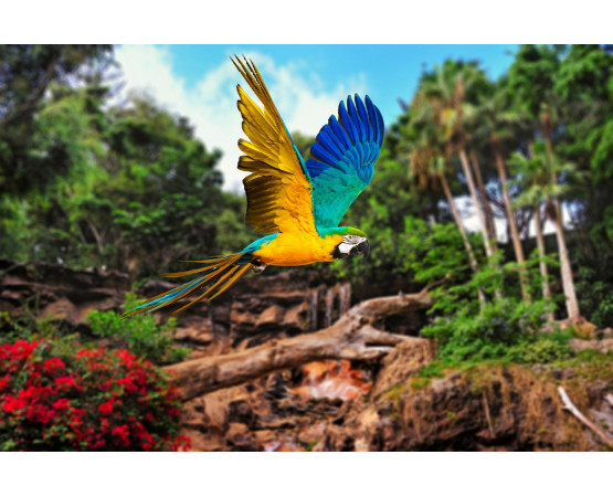 Loro Parque