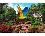 Loro Parque