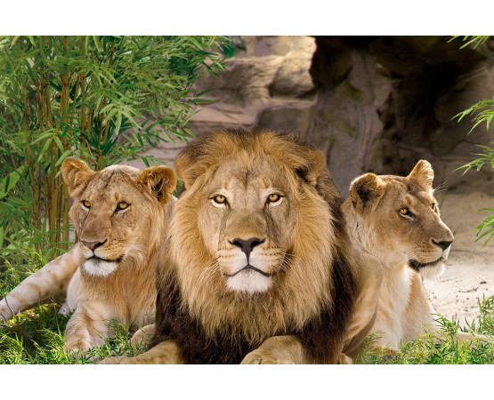 Loro Parque