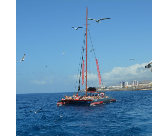 Avvistamento Delfini e Balene in catamarano
