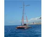 Avvistamento Delfini e Balene in catamarano