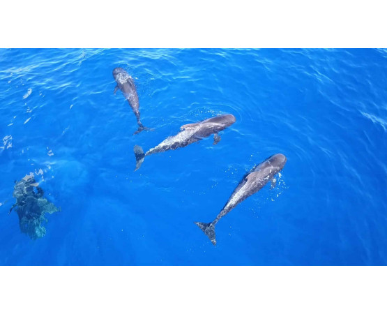 Avvistamento Delfini e Balene in catamarano