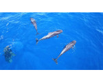 Avvistamento Delfini e Balene in catamarano